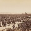 Grape Harvest on Dalwood Vineyard c1880. SLNSW